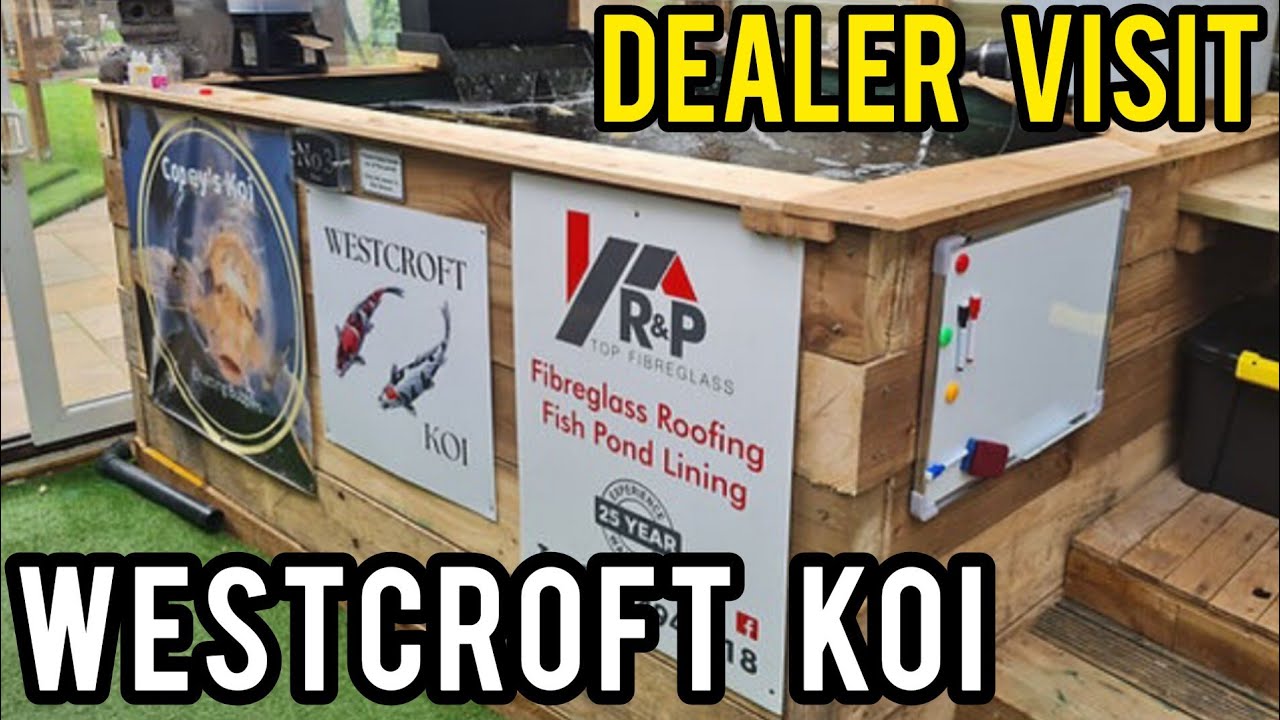 Westcroft koi dealer visit (Mad dogs pond)