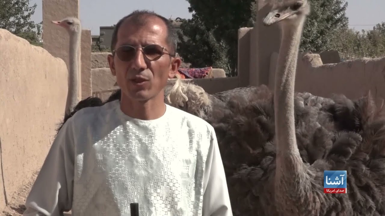 پرورش شترمرغ در افغانستان