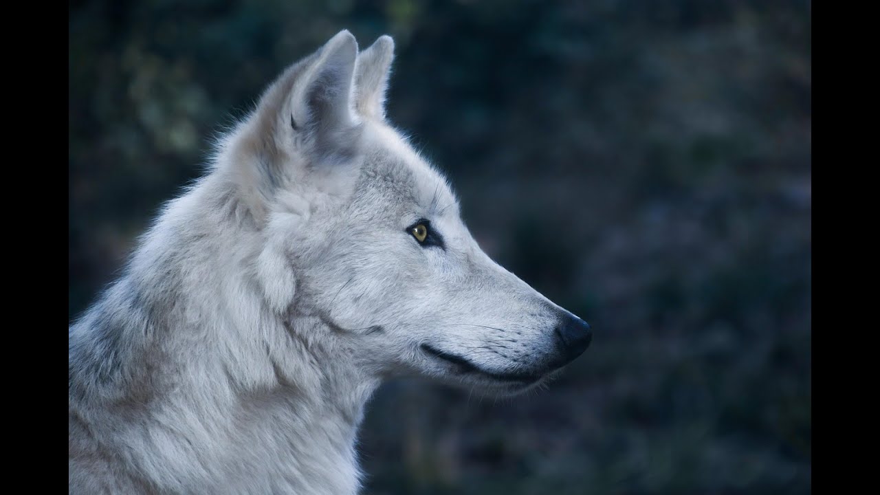 🔴FM w/SATANIC  #BlazingAster #mediashareon