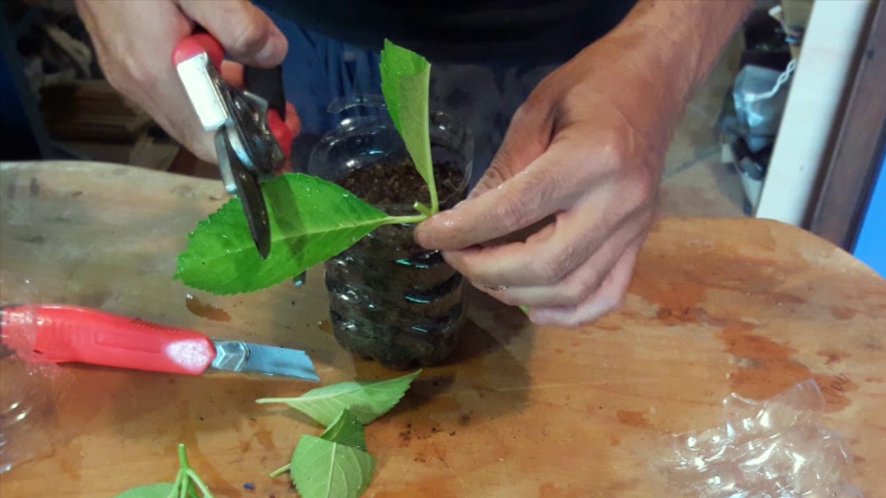 Ecco come moltiplicare una pianta con una bottiglia di plastica
