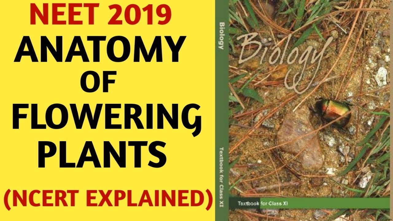 NCERT/Chapter 6/Anatomy of Flowering Plants/Class 11/Quick Revision Series/NEET/AIIMS/Biology