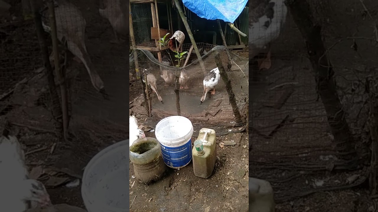 PETERNAK KECIL