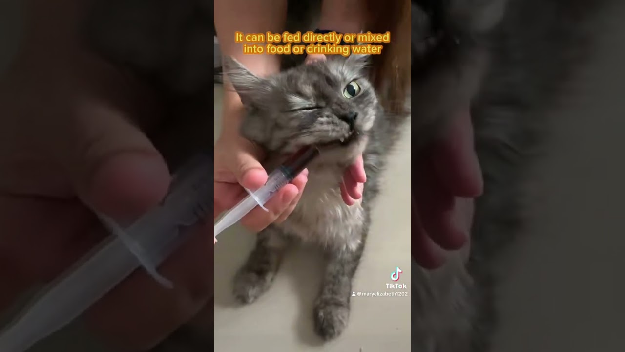 I highly recommend this product!Cassiel Pet&rsquo;s Immune Booster!@cassielpet1 #cassielpetph #cat  #fyp