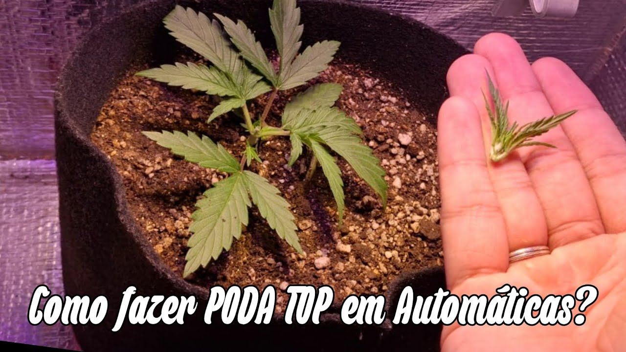 Como fazer poda top em autom&aacute;tica?