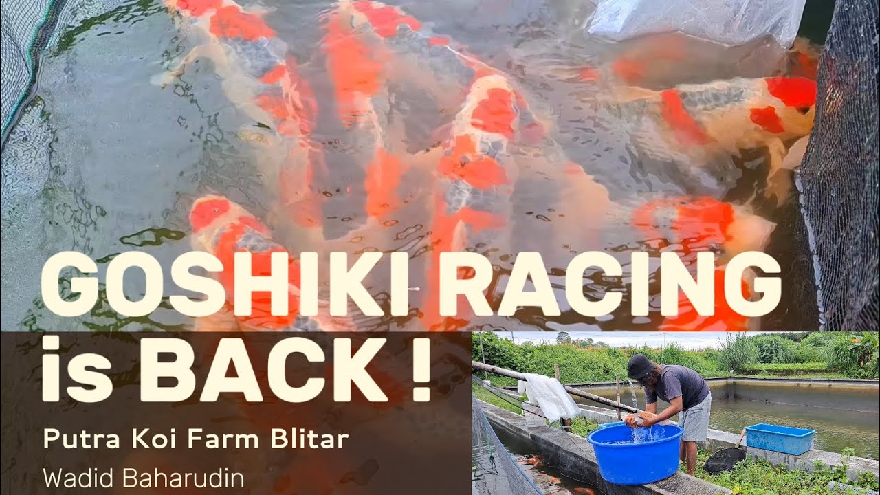 SELEKSI GOSHIKI RACING | PUTRA KOI FARM BLITAR