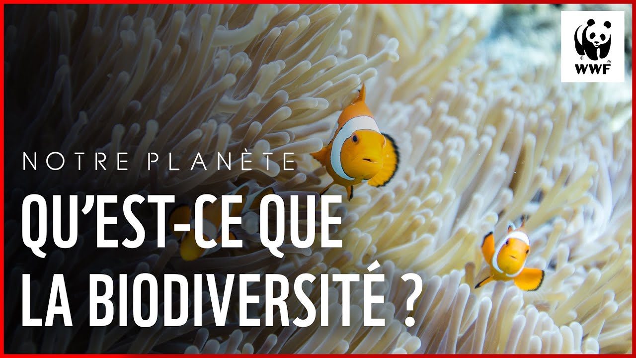 Notre Planète : qu'est-ce que la biodiversité ?