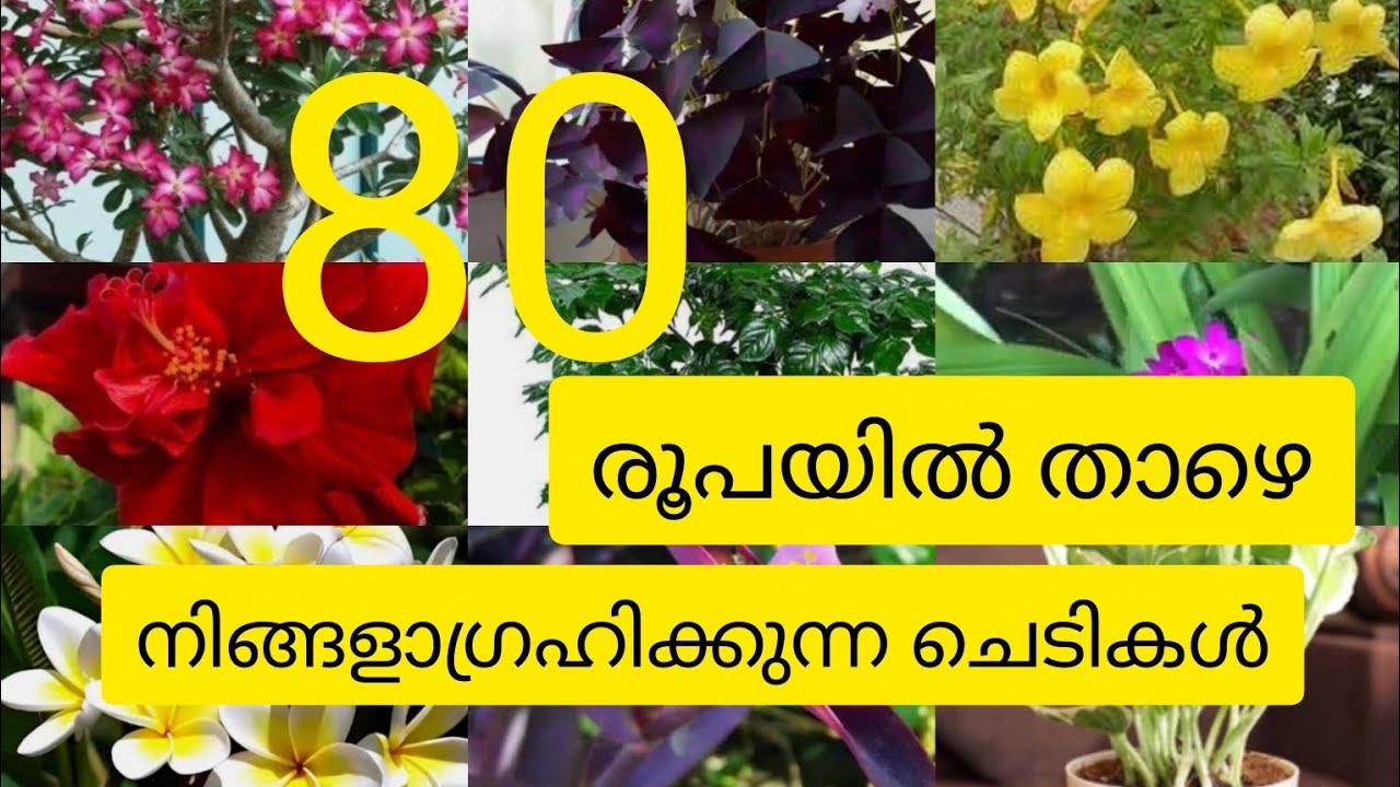 80/- രൂപയിൽ താഴെ നിങ്ങളാഗ്രഹിക്കുന്ന വലിയ ചെടികൾ sale ന്