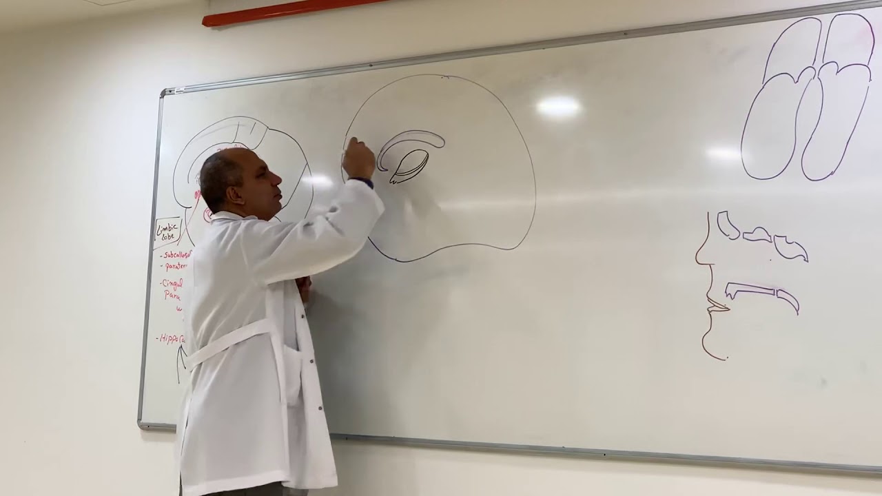Limbic lobe,system & Rhincephalon (Neuroanatomy 26)
