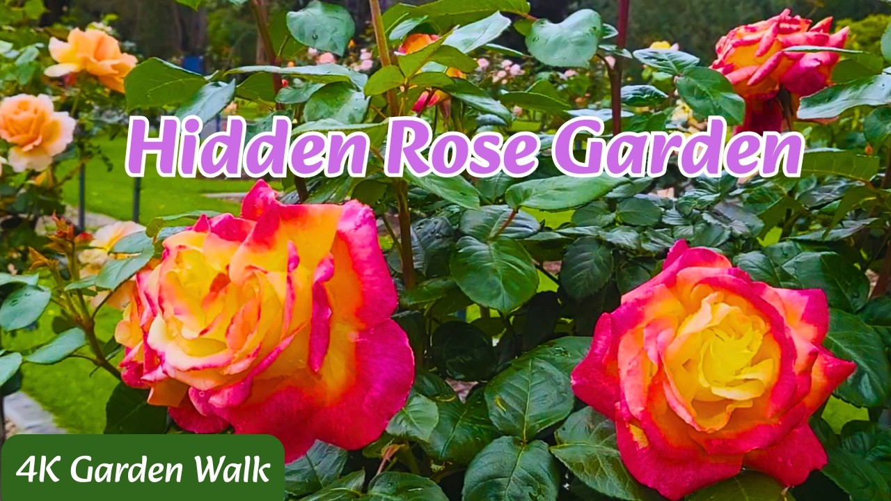 A Virtual Walk through the Beautiful Garden Rose| Relaxing Background Music- ASMR