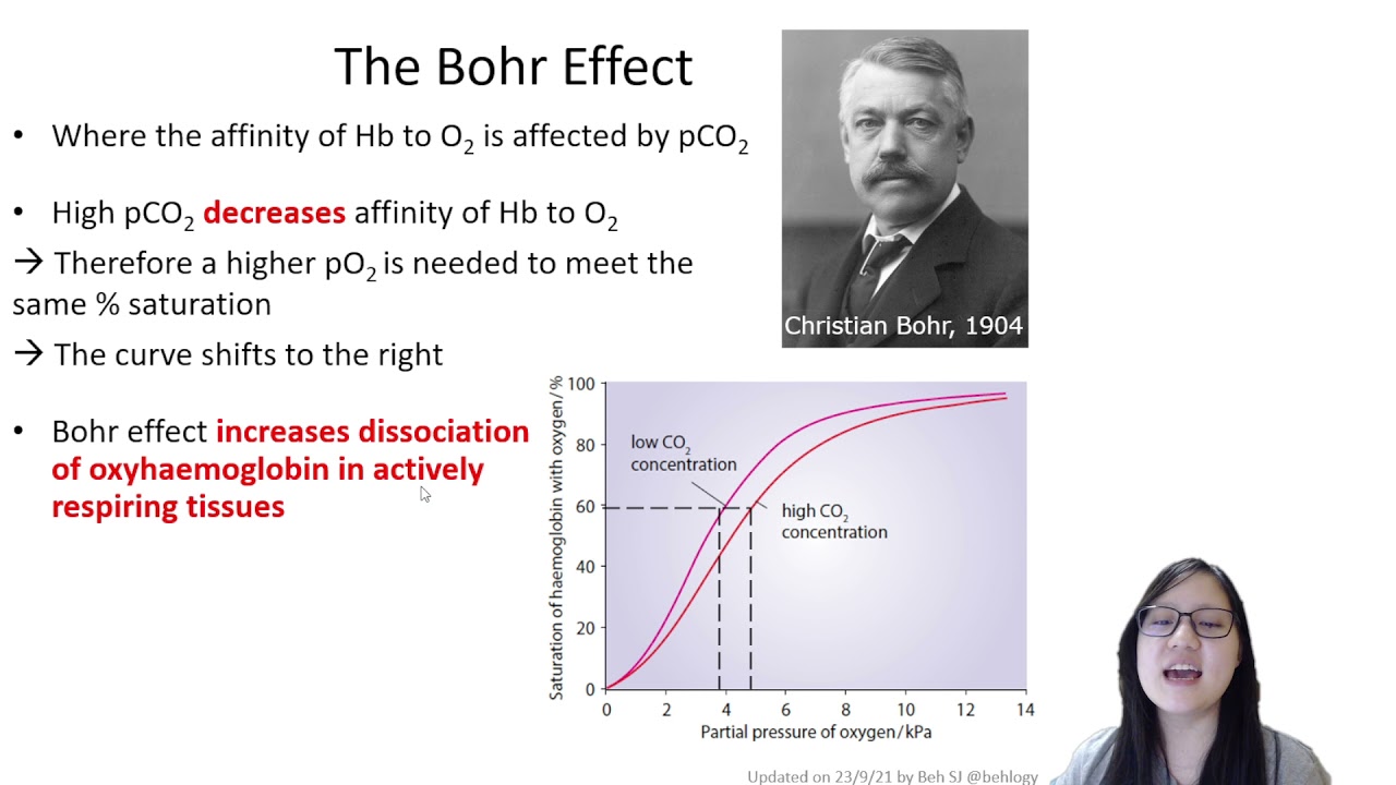 Chapter 8.2 - Transport of O2 and CO2 (Bohr Effect)  | Cambridge A-Level 9700 Biology