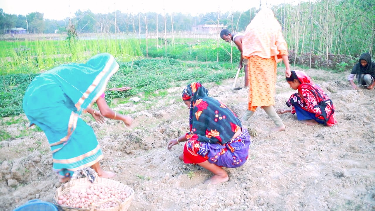 Bangladeshi Village Farm Picking Fresh Baby potatoes | Izzyvillage