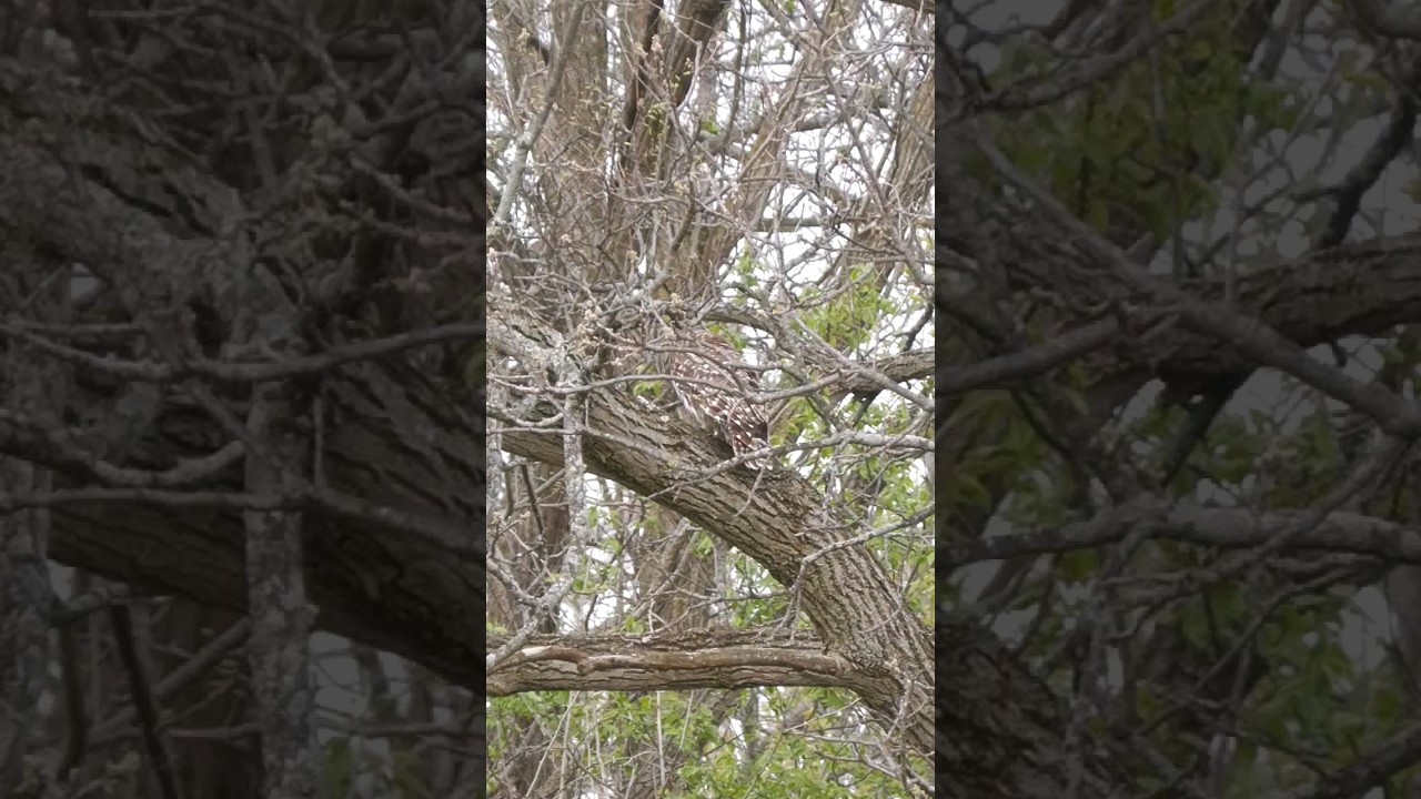 Hard Gobbling Eastern Turkey #spring #turkey #iowa #midwest