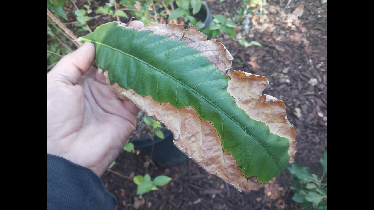 How to Prevent NURSERY Shock!