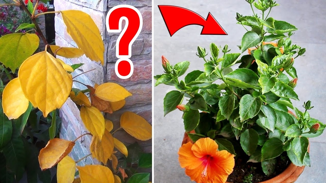 Листья гибискуса желтеют — ПОЧЕМУ И ЧТО ДЕЛАТЬ?
