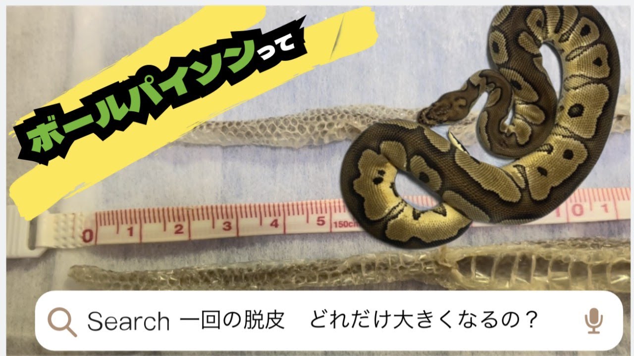 【ボールパイソン】1回の脱皮でどのくらい大きくなるの？【検証】