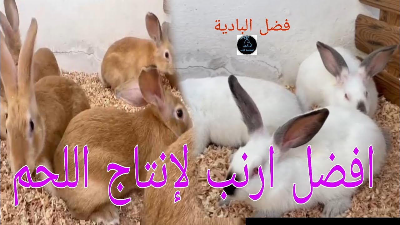 فضل البادية : كاليفورنيا ام البلجيكي ؟ايهما  الافضل لانتاج اللحم #_أفضل #_السلالات #_الارانب#_تربية#