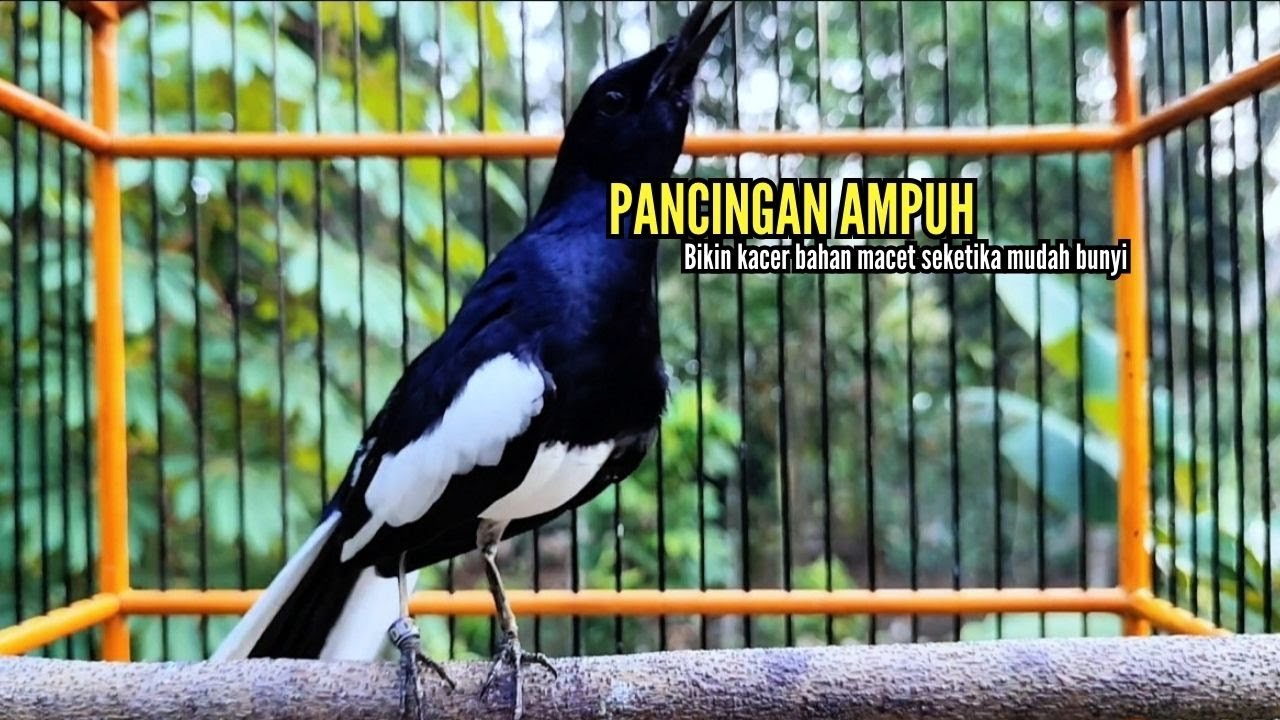SUARA BURUNG kacer gacor NGEPLONG Pagi Hari ini paling AMPUH buat PANCINGAN KACER agar EMOSI
