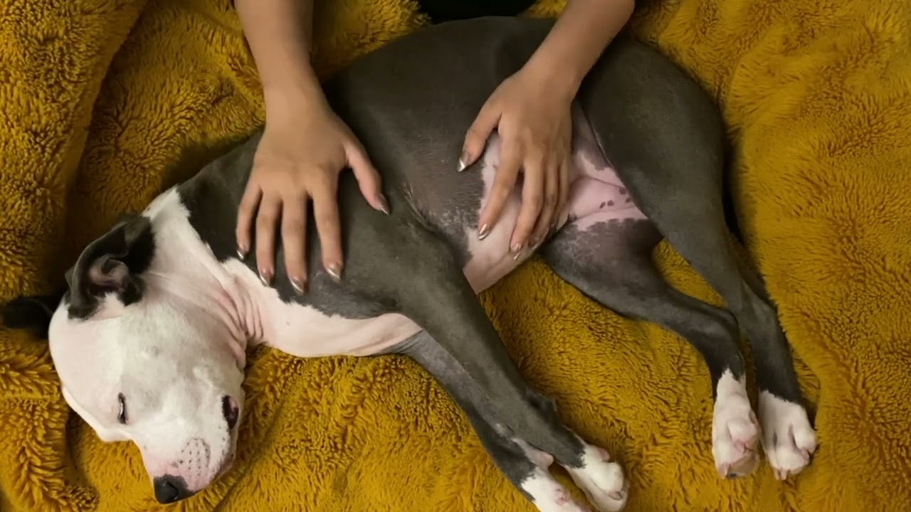 ASMR Dog Massage (Gentle Touches, Scratches and Whispering) | Sleep Hypnosis 🐶💤✨