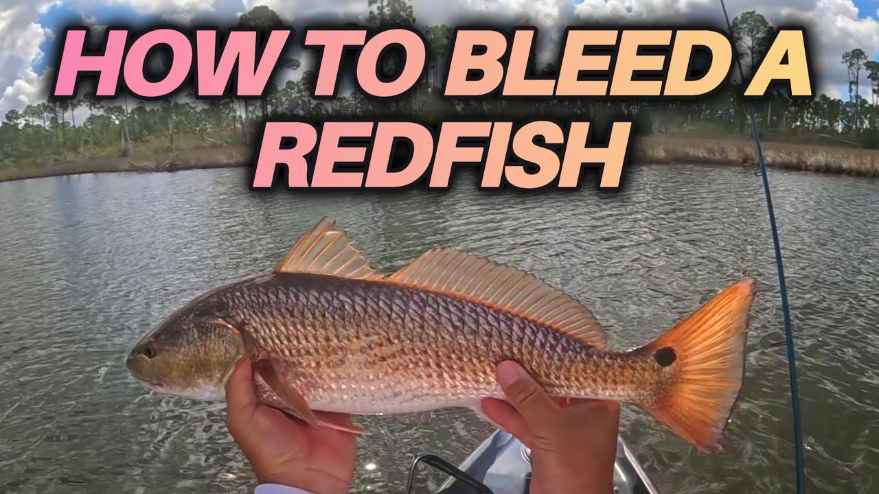 HOW TO Bleed Out a Redfish | 2 Quick & EASY Methods for CLEANER Fillets #fish #fishing #fishingvideo