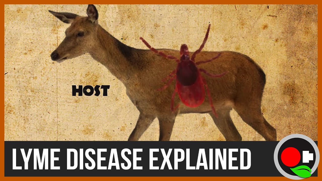 Биология и экология болезни Лайма — Неукротимая наука