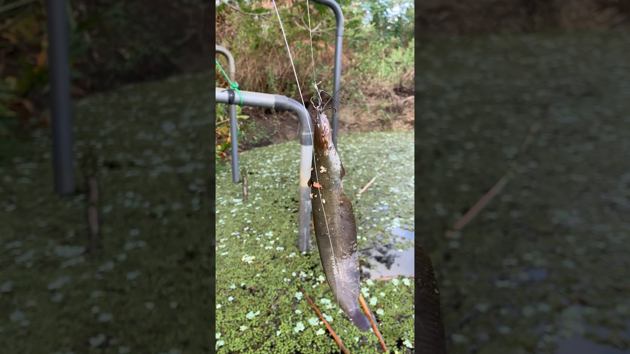 සුපිරි කෑමක් තමා 😋 #deduruoya #fishing #fishcatcher #fishflex #fishingequipment #fish