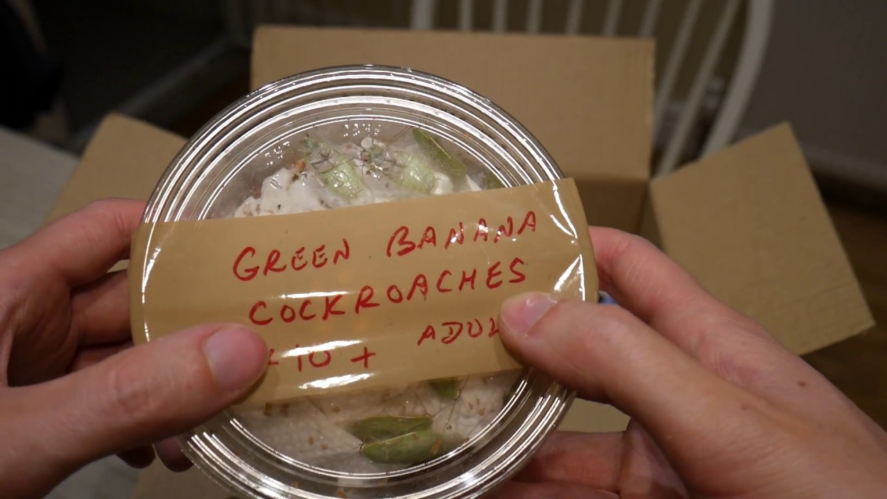 Green Banana Cockroaches! (Virginia Cheeseman Unboxing)