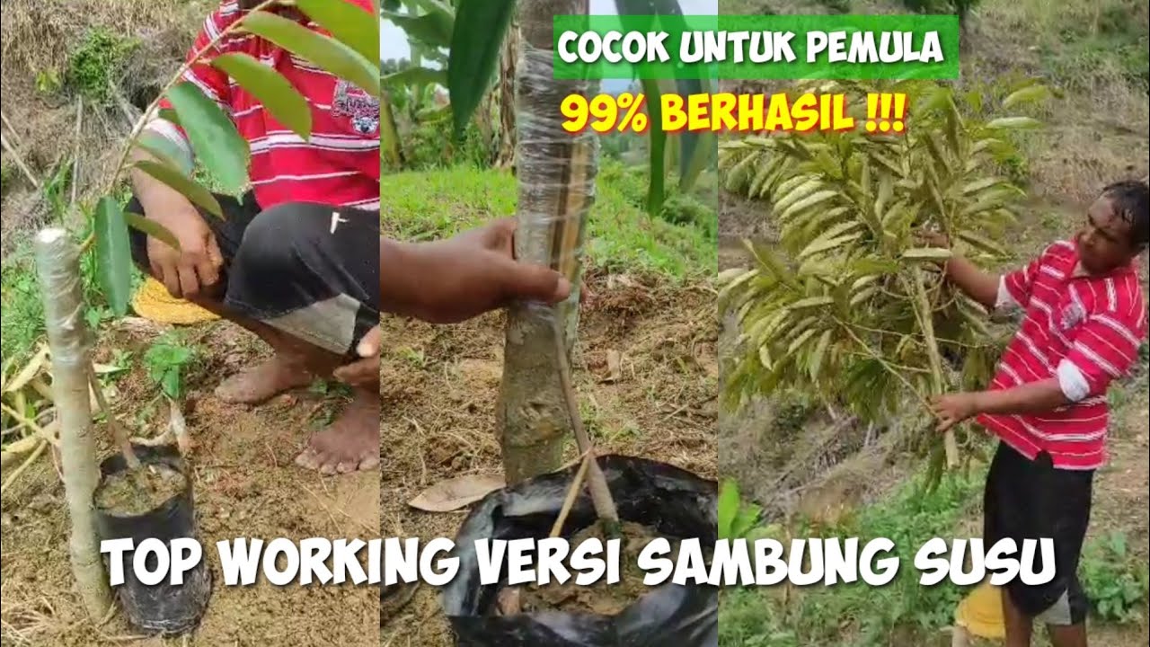 CARA TOP WORKING POHON DURIAN AGAR MUDAH BERHASIL, SANGAT COCOK BAGI PEMULA