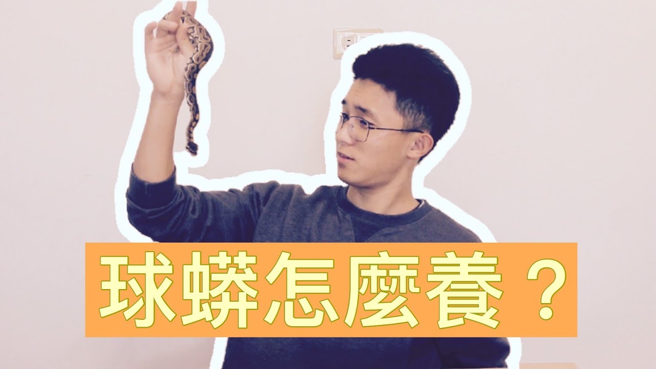 《爬來爬趣》球蟒怎麼養???，經驗分享