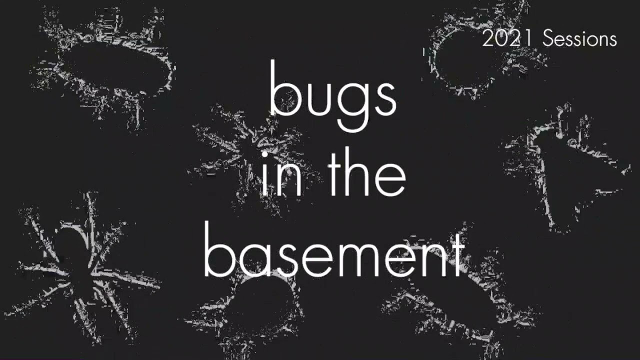 Bugs In The Basement - Alphitobius Laevigatus aka The Black Fungus Beetle