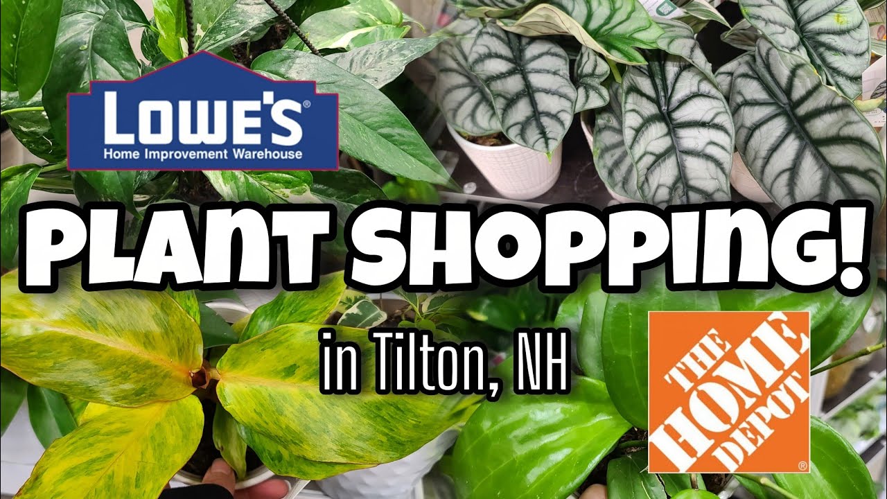 Покупка растений в магазинах Lowe's и Home Depot!! 🌿 Что нового в Тилтоне, Нью-Гэмпшир?!