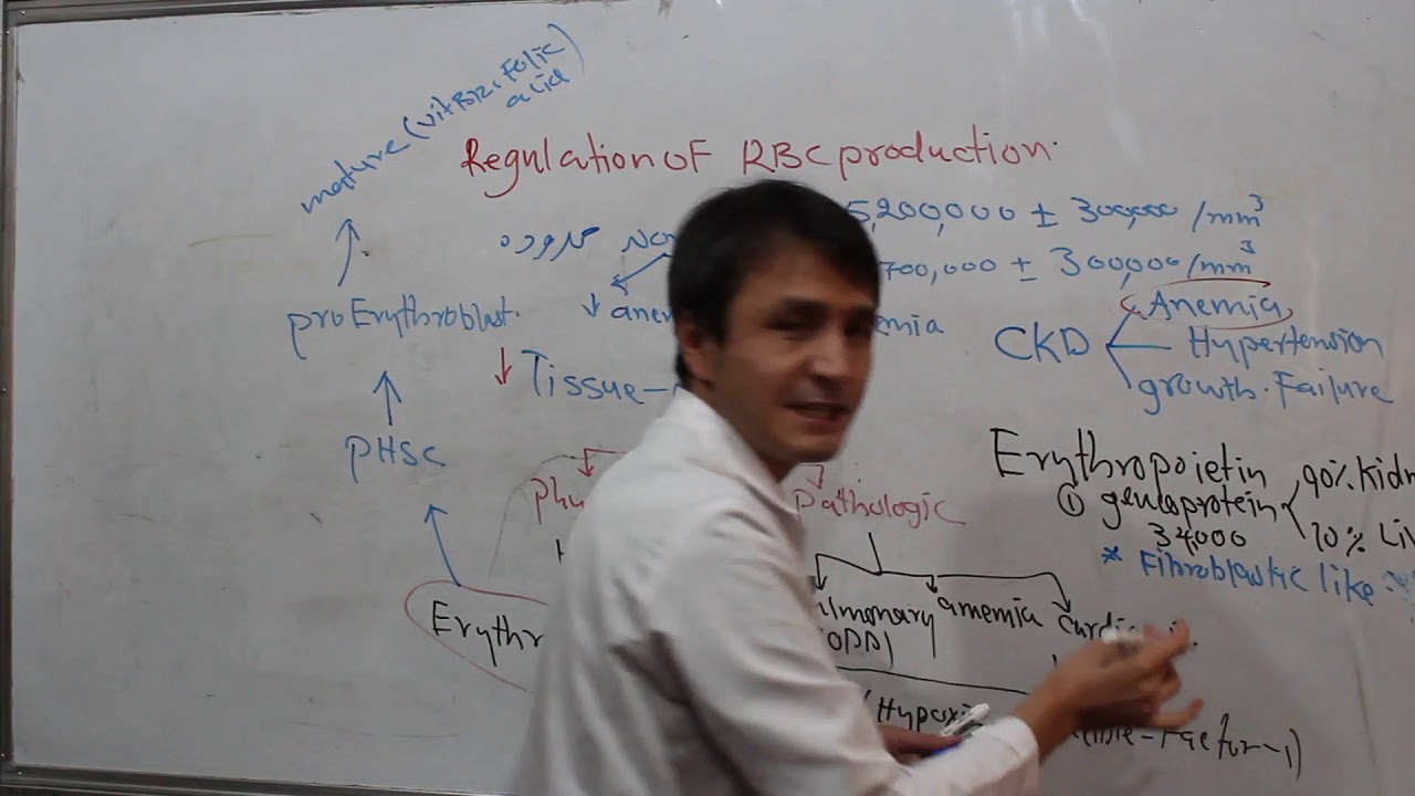 Hematology| RBC| Regulation of RBC production| Lecture 5| کرویات سرخ خون| تنظیم تولید اریتروسیت