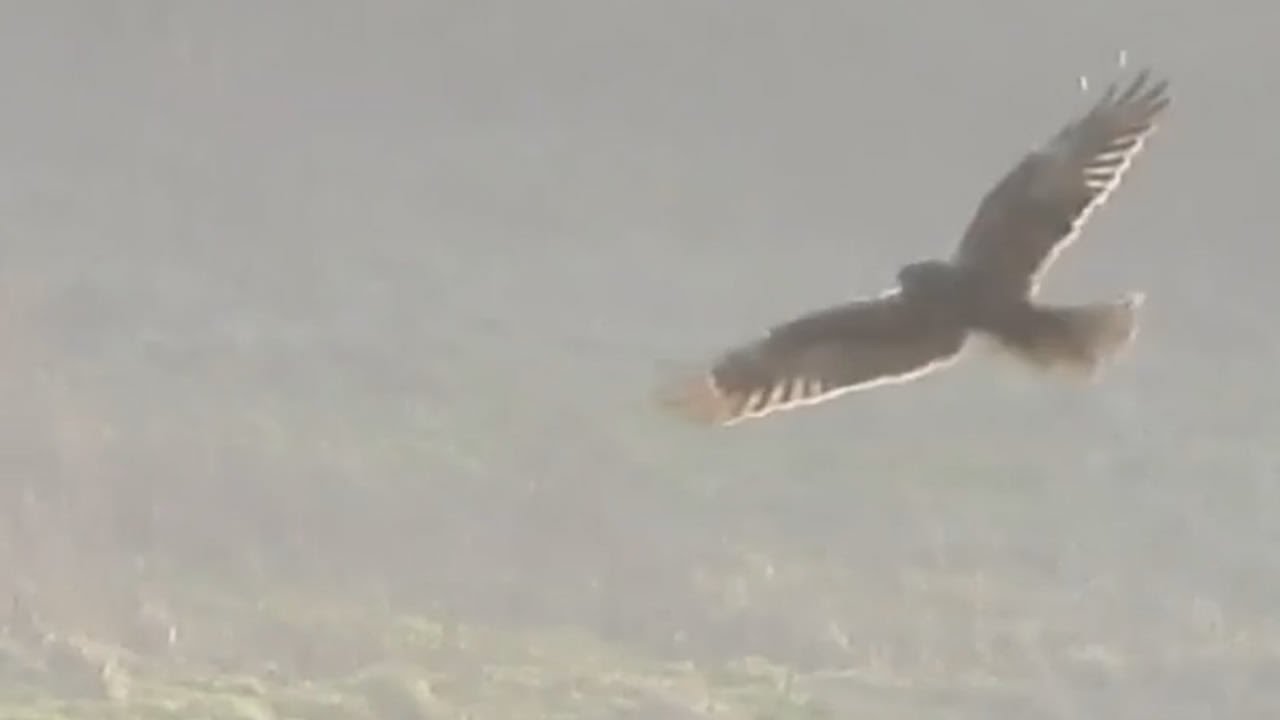 Brading Marsh Harrier
