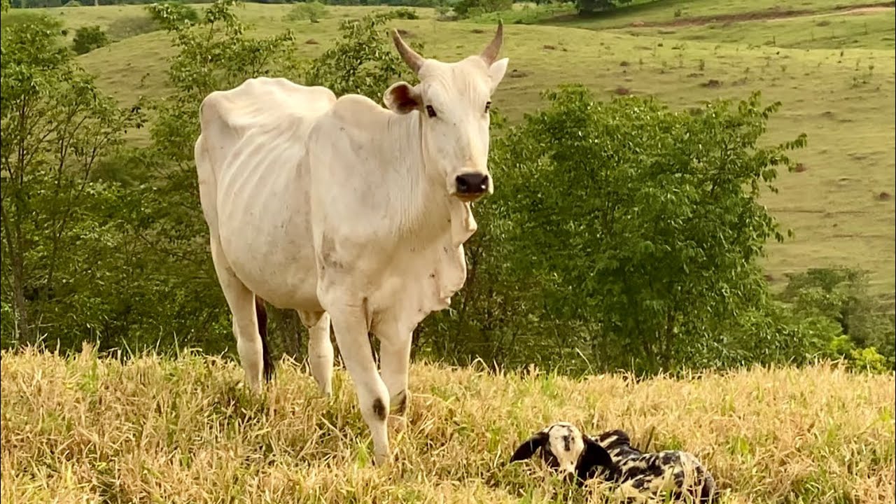 Novilha CEGA pariu um Nelore pintado lindo 