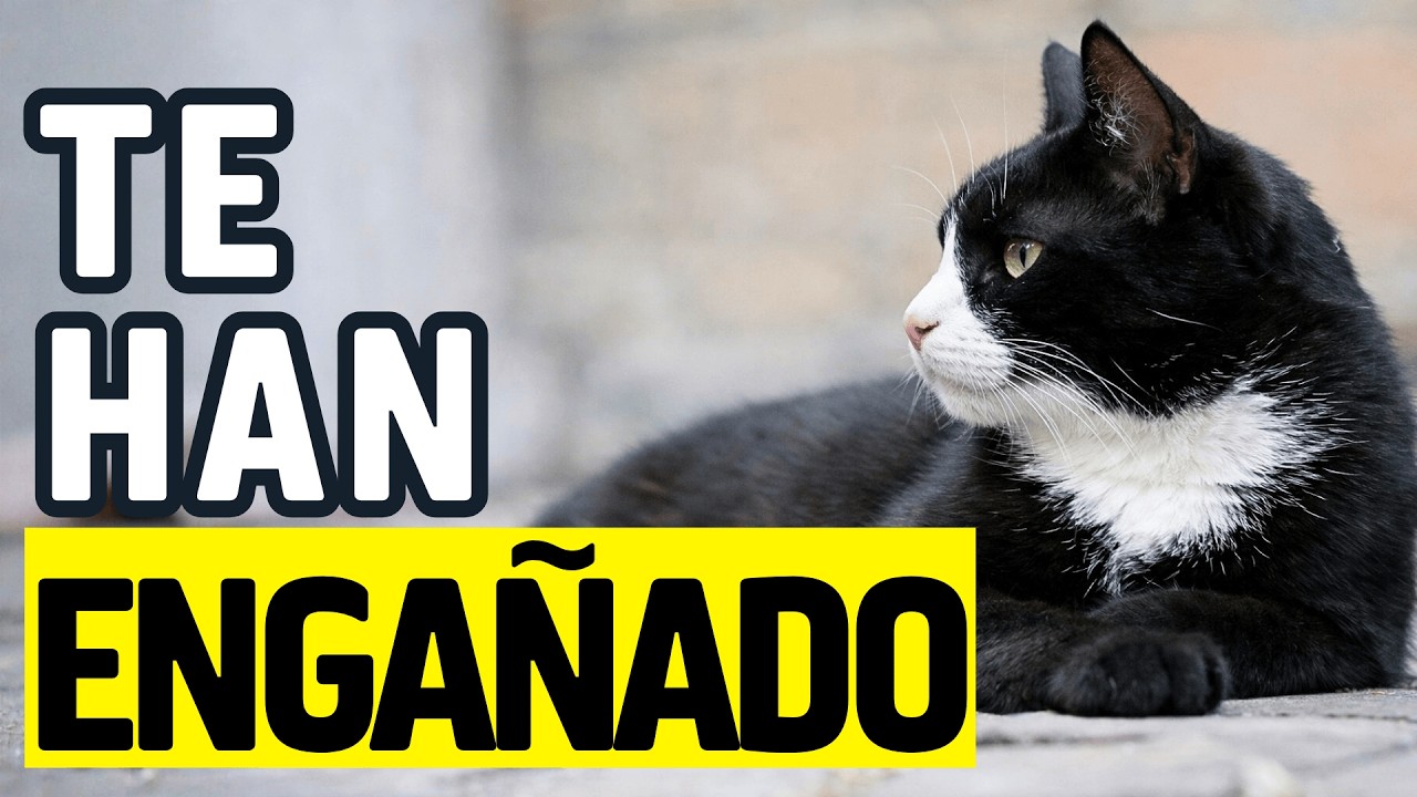 12 MITOS sobre los GATOS que deberías DEJAR DE CREER