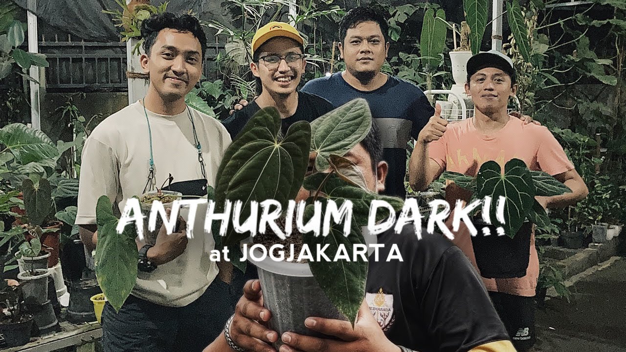ANTHURIUM DARK SERIES !! VARIAN ANTHURIUM DARK !!