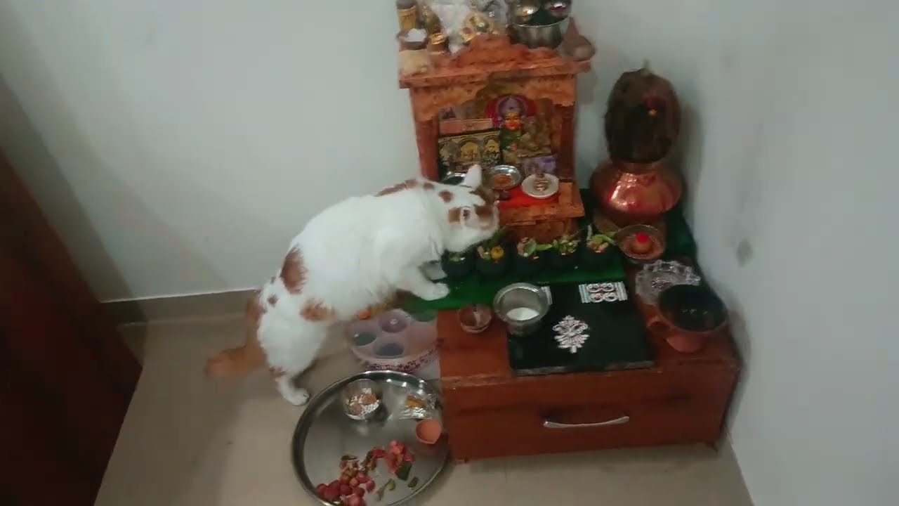 आईच्या संक्रातीच्या पुजेशी खेळतोय म्हणजे आईबाबाचे भांडण नक्की लावणार हा!
