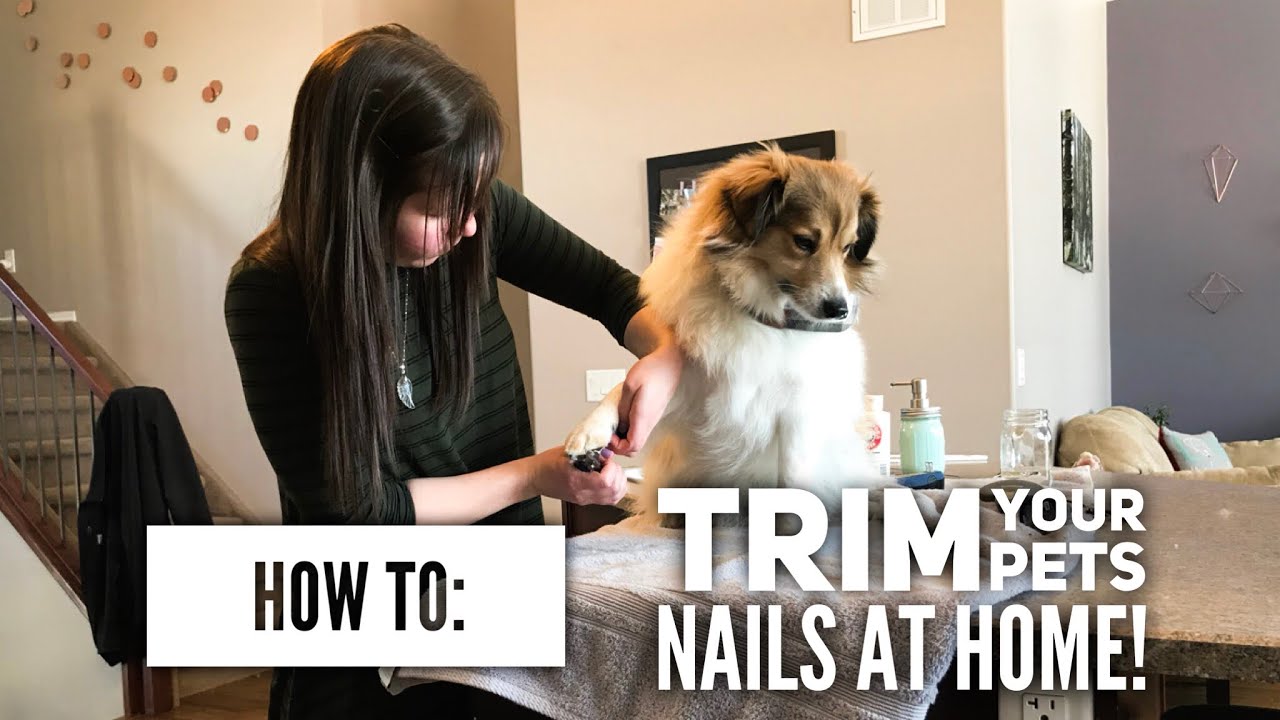 How To Trim Your Pets Nails At Home! | IN DEPTH Tools, Tips, Demos