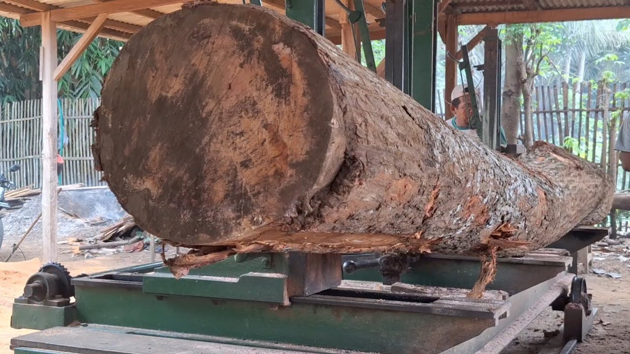 The process of sawing large, long, bent mahogany logs at a sawmill