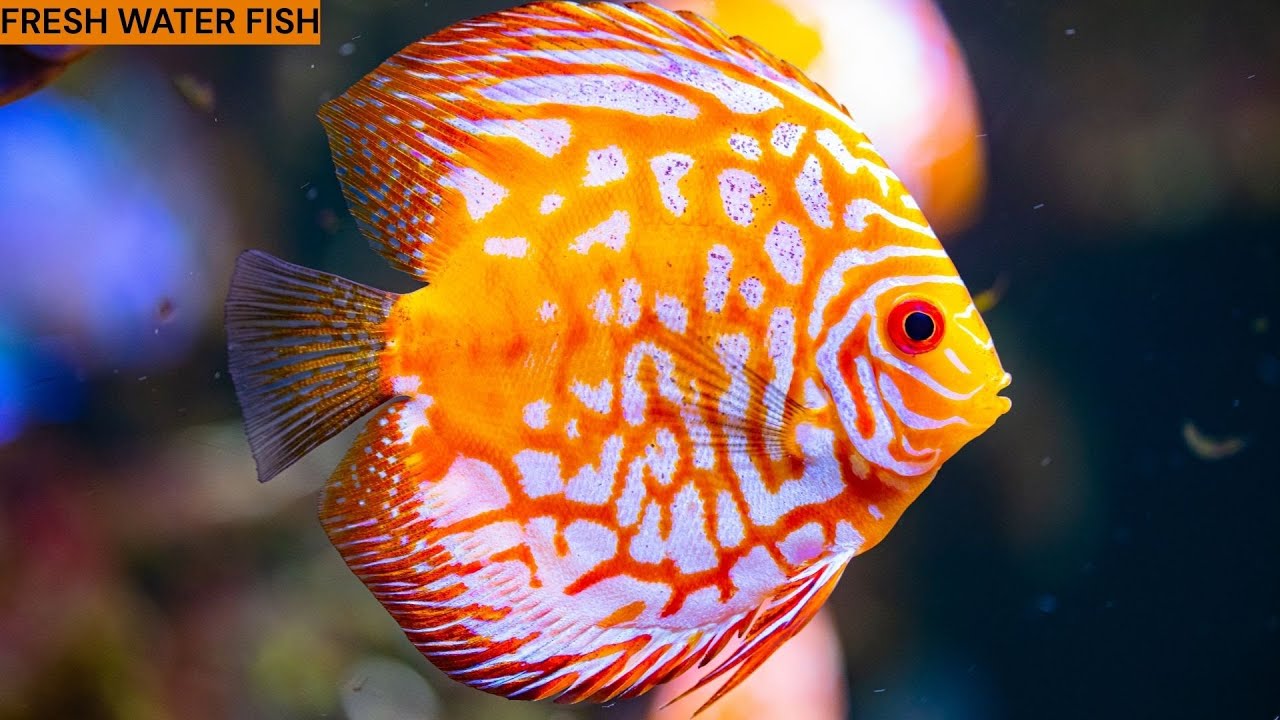 WONDERFUL WATER ANIMALS - PART V - FRESH WATER FISH |  #nature |#bagga | #baggacreativity |#beauty