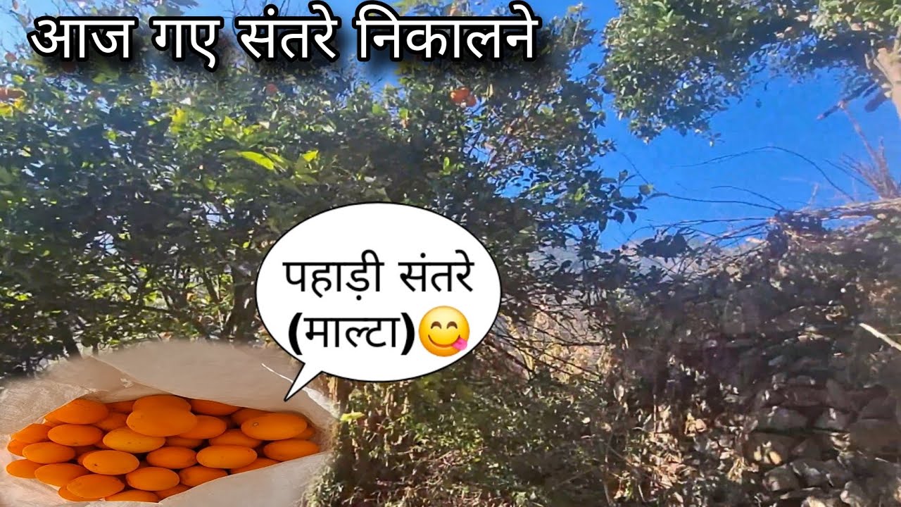 पहाड़ों के मीठे-मीठे संतरे (माल्टा) || himalayan sweets orange || pahadi lifestyle vlog