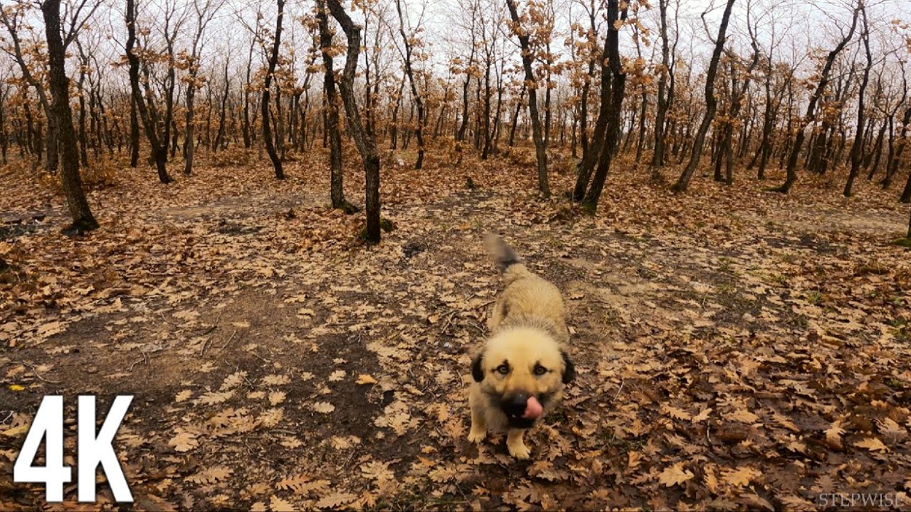 4K -  Where Am I ? Sound of Leaves in Autumn, Tekirdag, Turkey