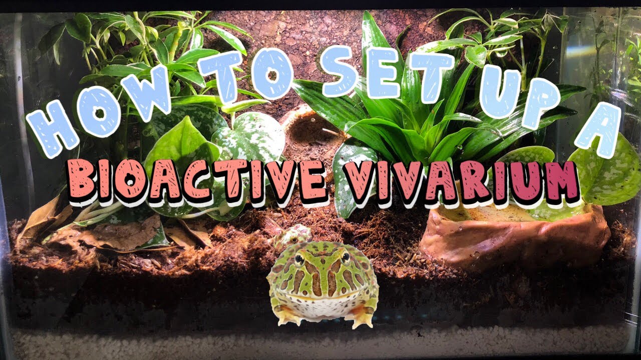 Amazing BIOACTIVE VIVARIUM | How to set up a Bioactive vivarium |