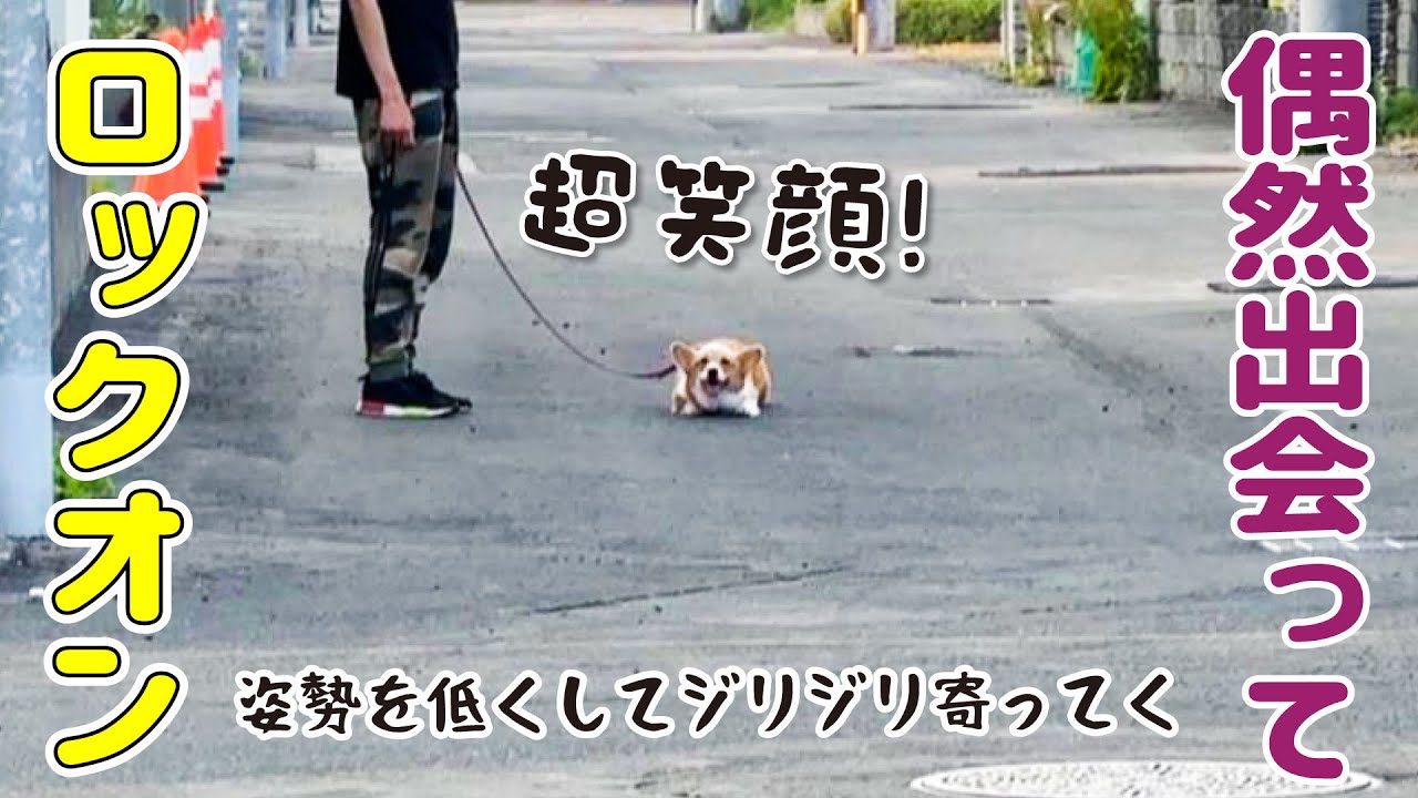 先輩犬と気づかずに間違ってロックオンしてしまいました！