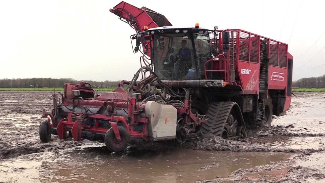 Cichorei/Bieten oogst 2024 | Vervaet Q 616 op rupsen | Fendt 724 met Bergmann RRW 400 | Tracks | wet