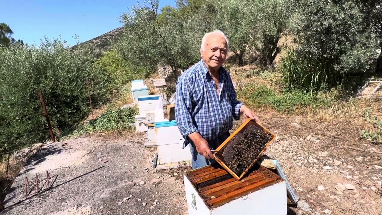 Handing Bees with out any Protective Gear, Bees #bees #honeybee #villagelife #greece #dara