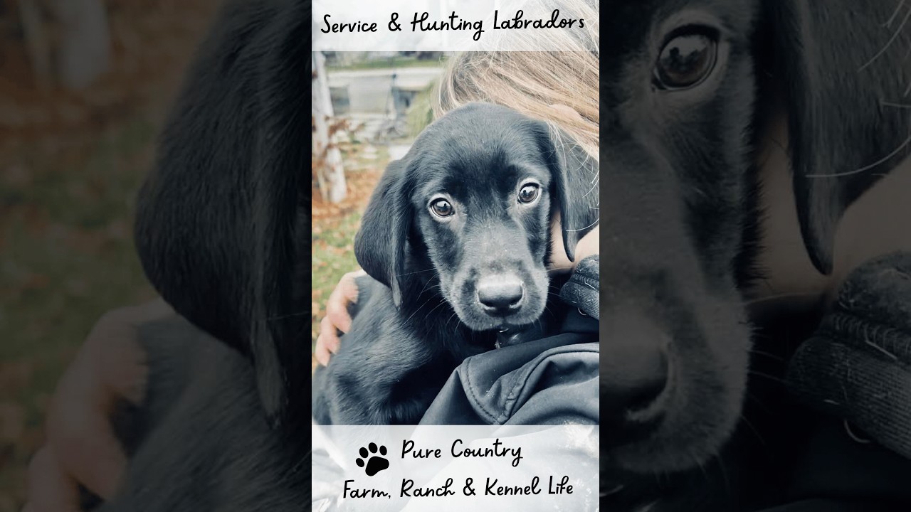 Farm & Ranch Life at Shasta Service Dogs & Marble Mountain Kennels 