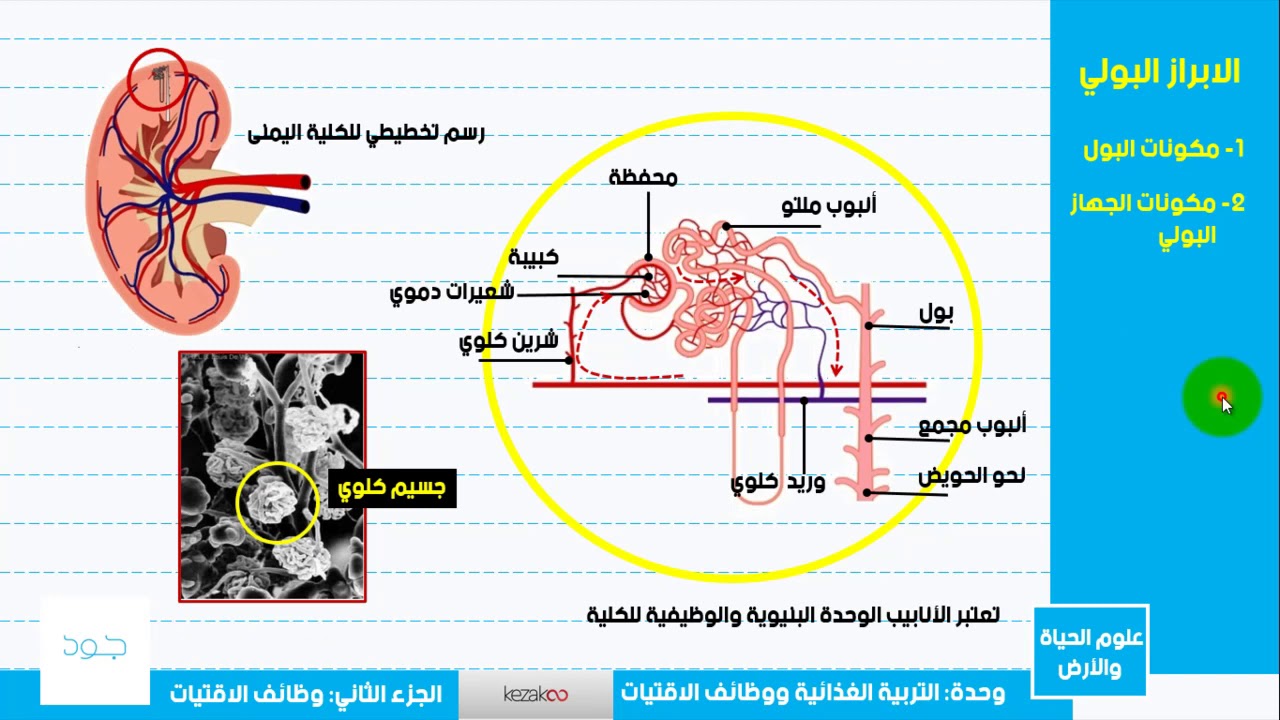 علوم الحياة والأرض، الثالثة اعدادي، الابراز البولي 3