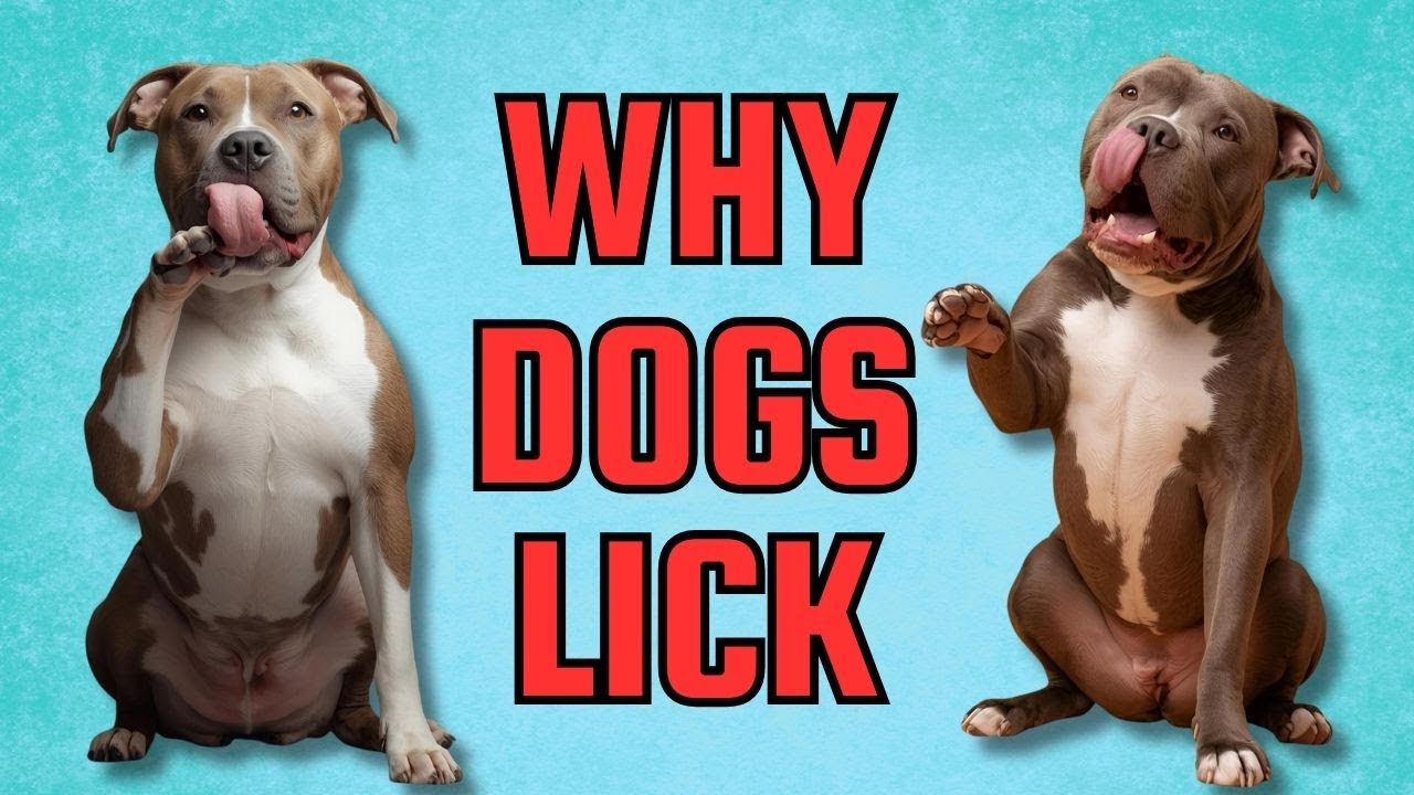 Pets Have a Sense of Humor?! Coyotes, Rescue Tips, and Callers You&rsquo;ll Love