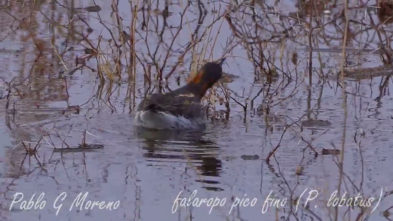 Falaropo Pico Fino en Mendoza: Raro Avistaje de un Visitante del Ártico | Birdwatching Argentina