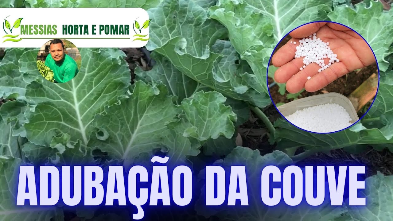 Como Acelerar o crescimento da Couve 🤔